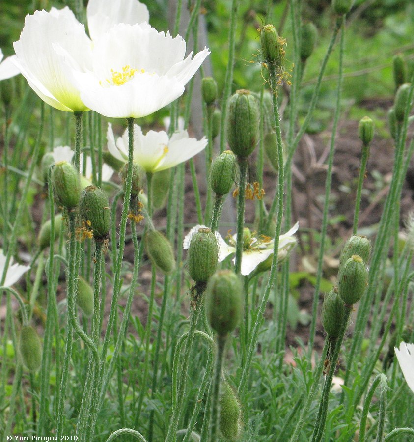 Изображение особи Papaver alpinum.