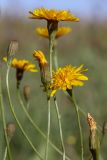 Scorzoneroides autumnalis