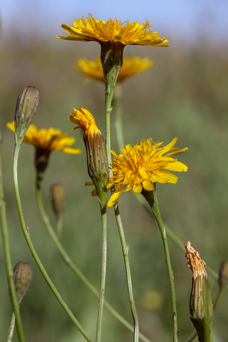 Изображение особи Scorzoneroides autumnalis.