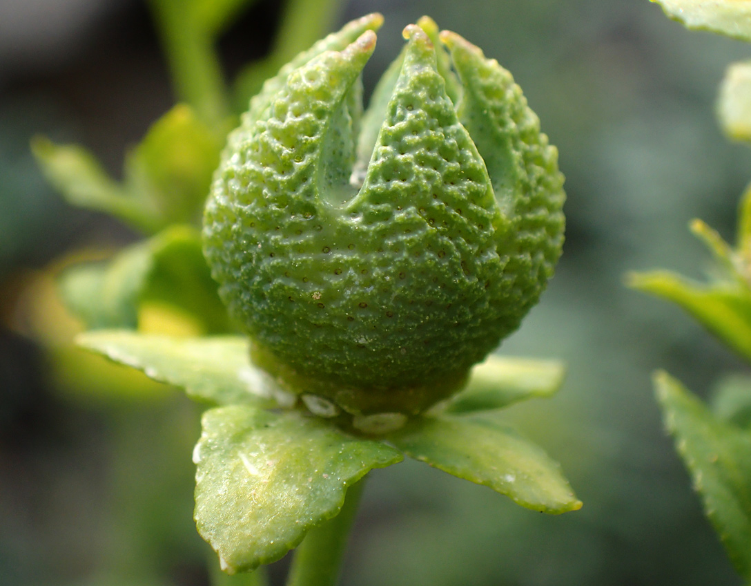 Изображение особи Ruta chalepensis.