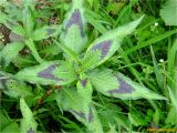 Persicaria maculosa. Верхняя часть вегетирующего растения. Украина, Ивано-Франковская обл., Долинский р-н, Долинский городской совет, окр. г. Долина, кустарниковые заросли. 07.07.2018.