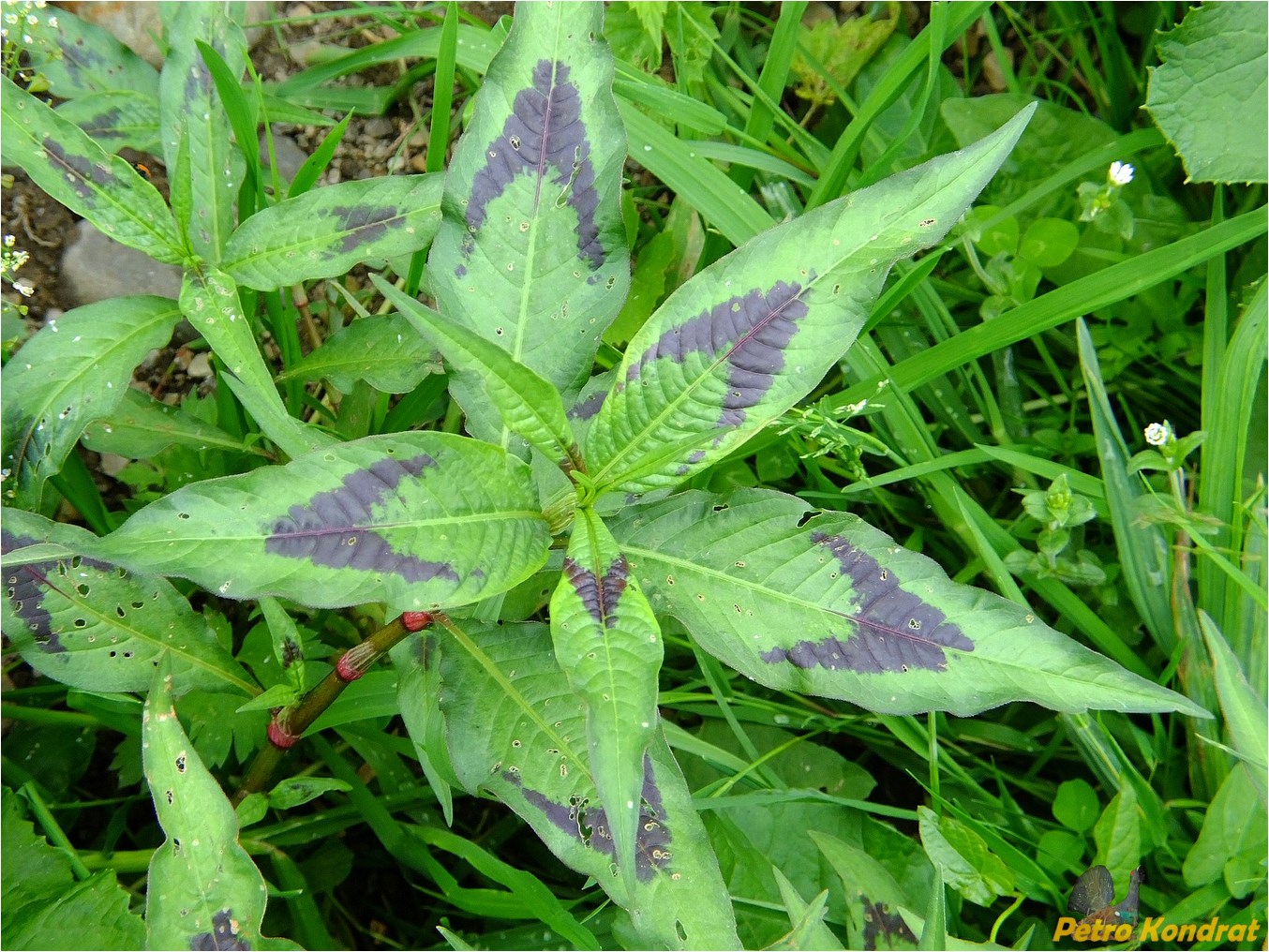 Image of Persicaria maculosa specimen.