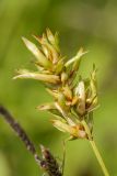 Carex spicata. Соплодие с аномальными (поражёнными фитоплазмой?) плодами. Ленинградская обл., Волосовский р-н, сыроватый злаково-разнотравно-осоковый суходольный луг. 14.07.2018.