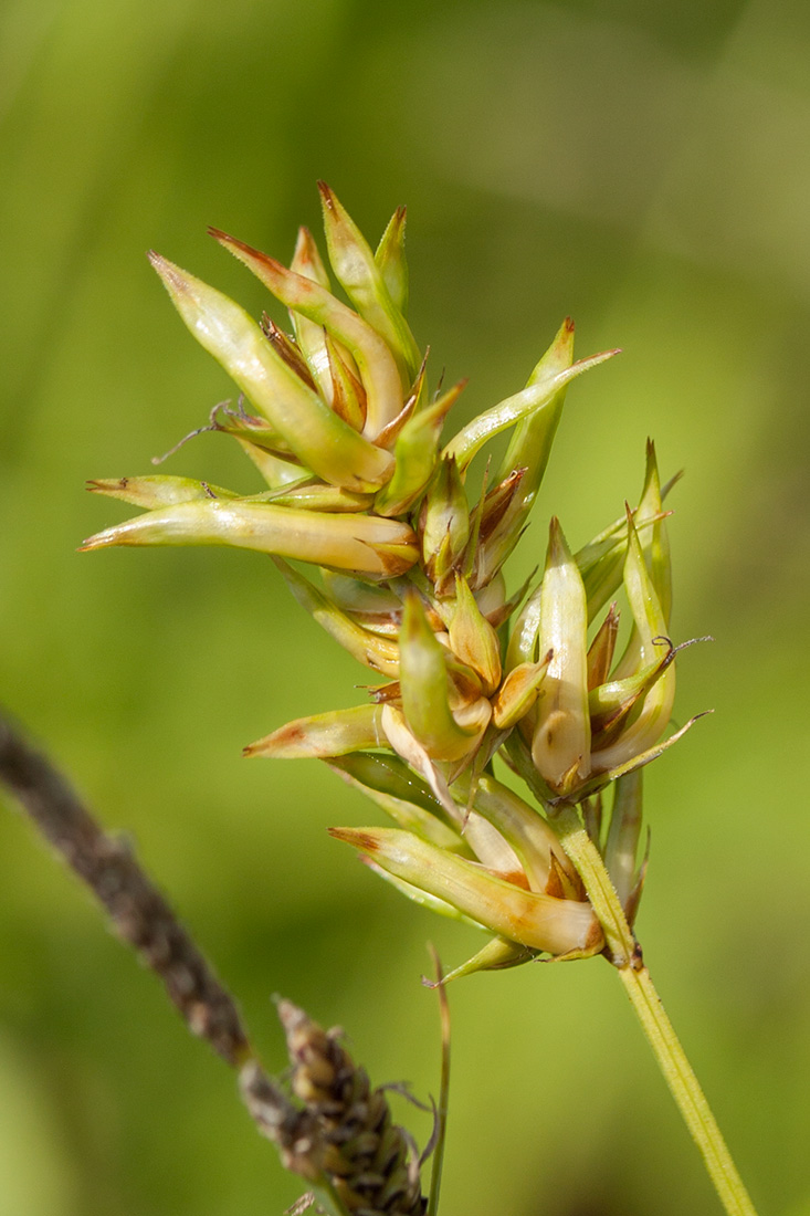 Image of Carex spicata specimen.