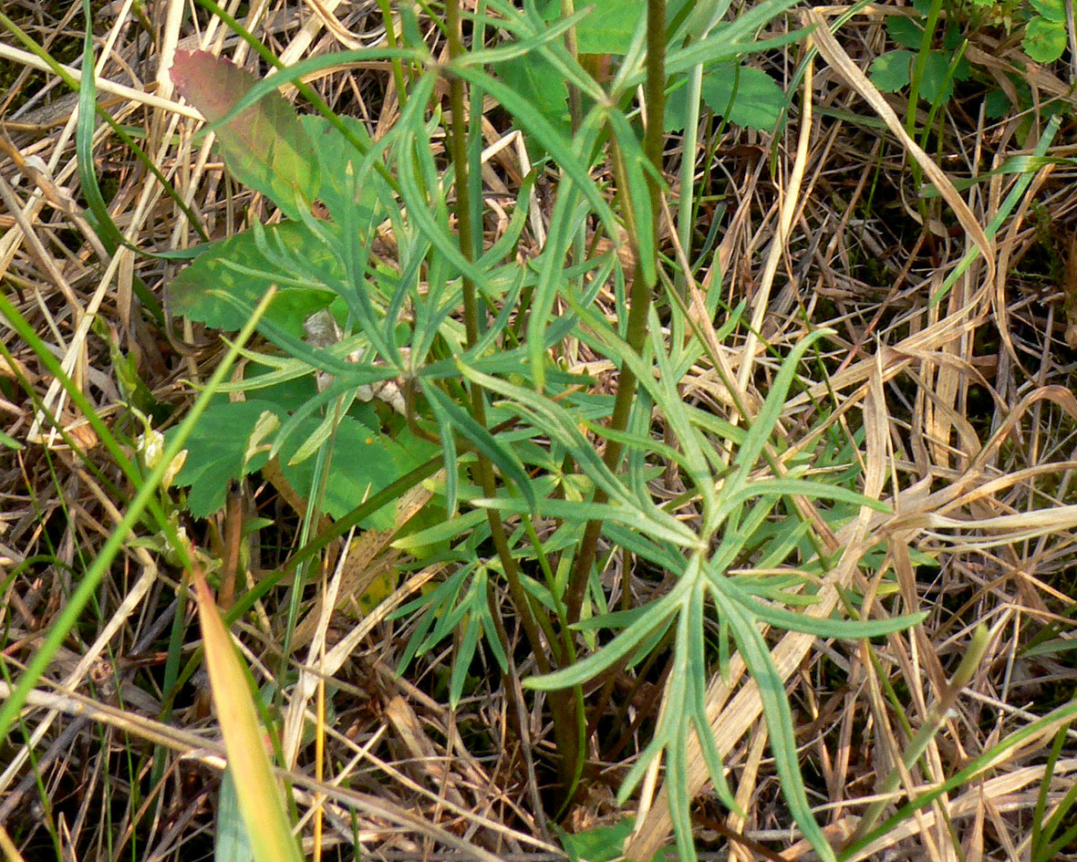 Image of Aconitum delphiniifolium specimen.