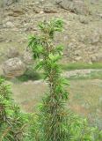 Juniperus oblonga. Верхушка ветви с микростробилами. Дагестан, Кумторкалинский р-н, долина р. Шураозень, склон горы. 06.05.2018.