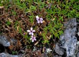 Silene acaulis