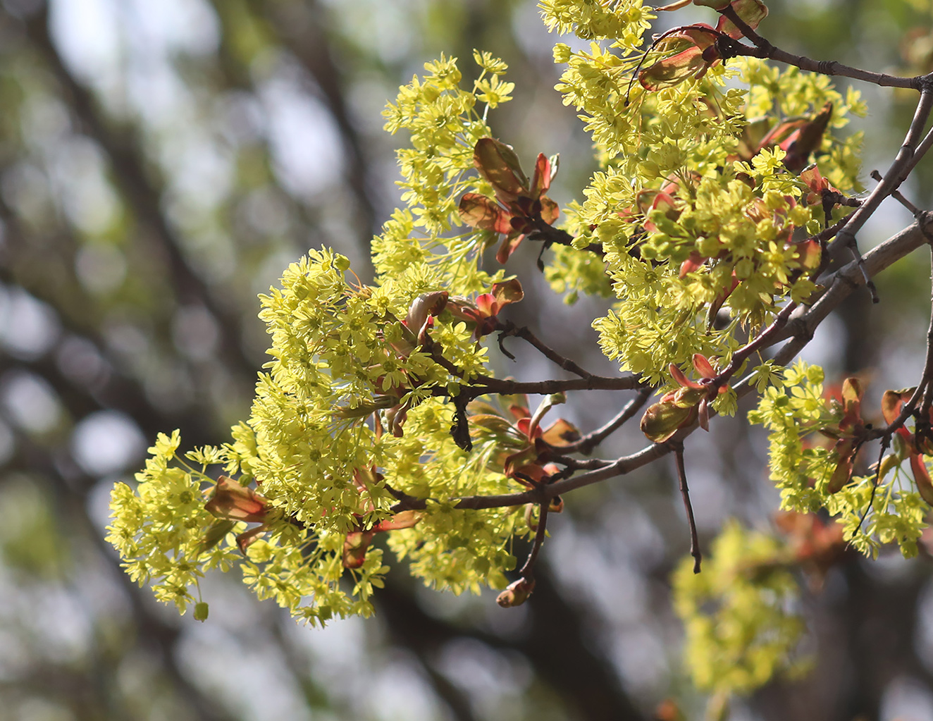 Изображение особи Acer platanoides.