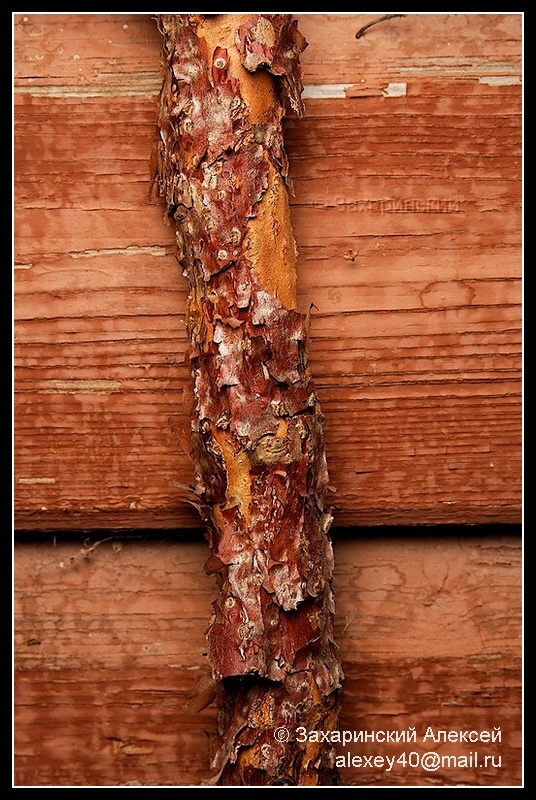 Image of Actinidia kolomikta specimen.