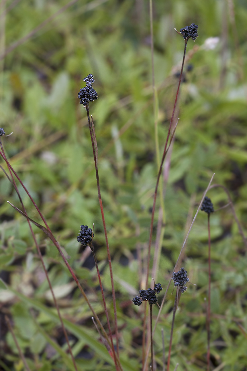 Image of Luzula multiflora ssp. sibirica specimen.