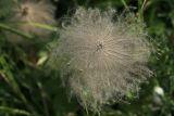 Pulsatilla dahurica