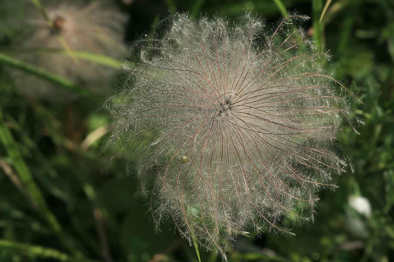 Изображение особи Pulsatilla dahurica.