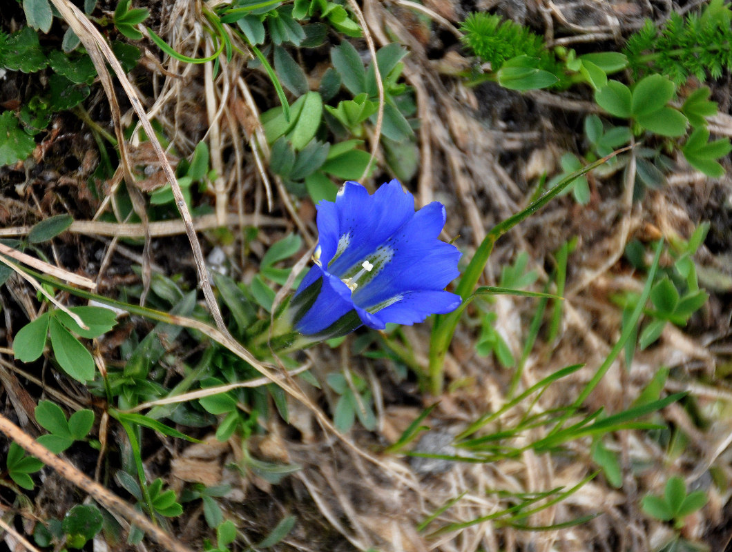 Изображение особи Gentiana grandiflora.