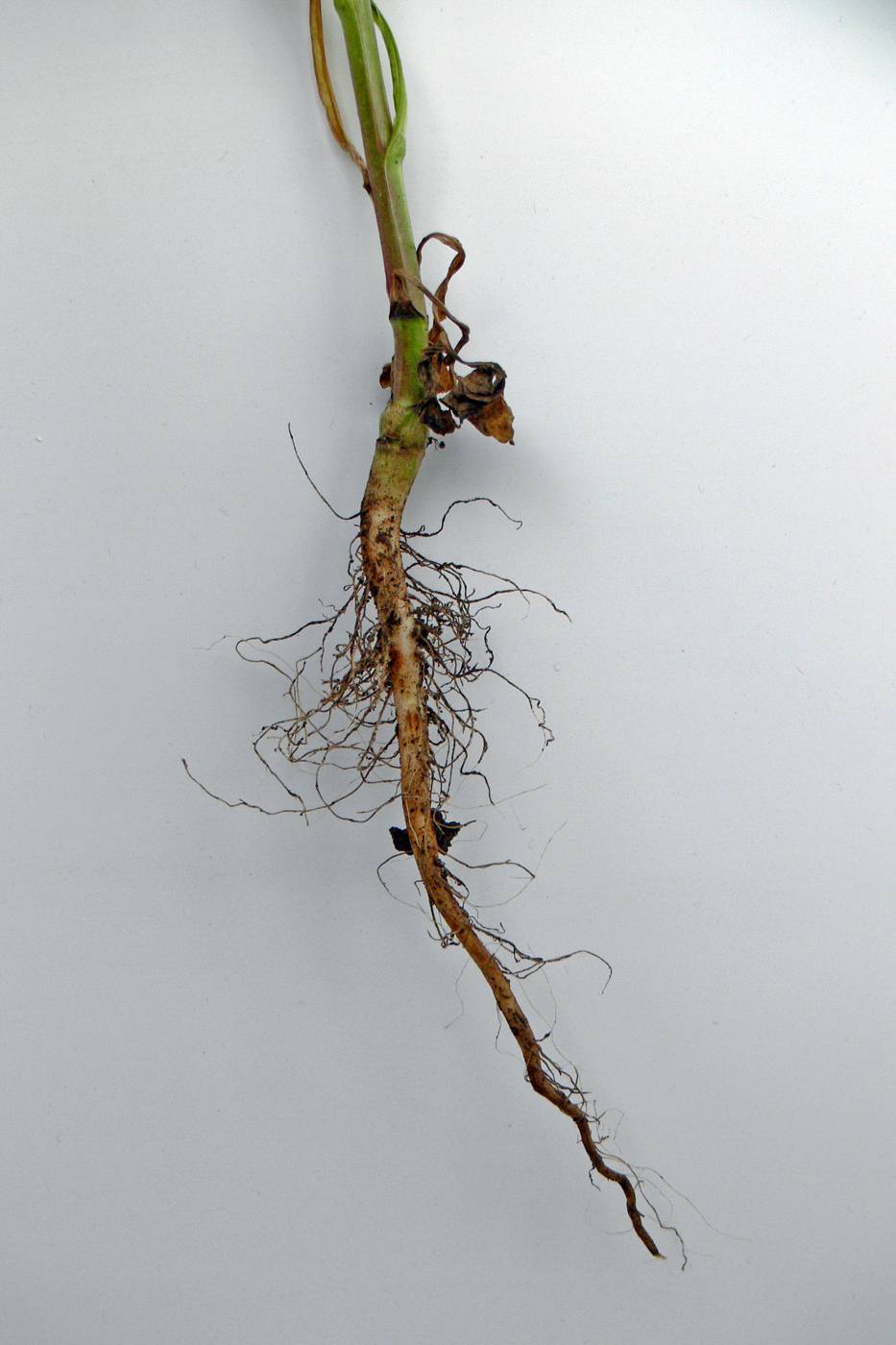 Image of Calendula officinalis specimen.