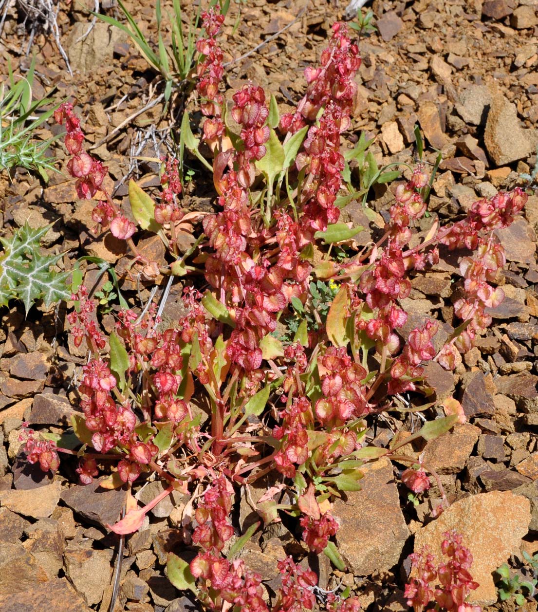 Изображение особи Rumex cyprius.
