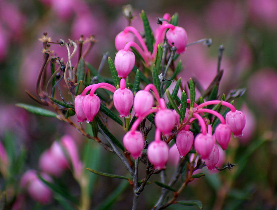 Image of Andromeda polifolia specimen.