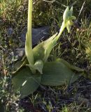 Ophrys fusca