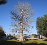 Adansonia digitata. Плодоносящее растение. Израиль, южная Арава, киббуц Йотвата, Исследовательский центр рационального водопользования, административная зона. 20.02.2019.