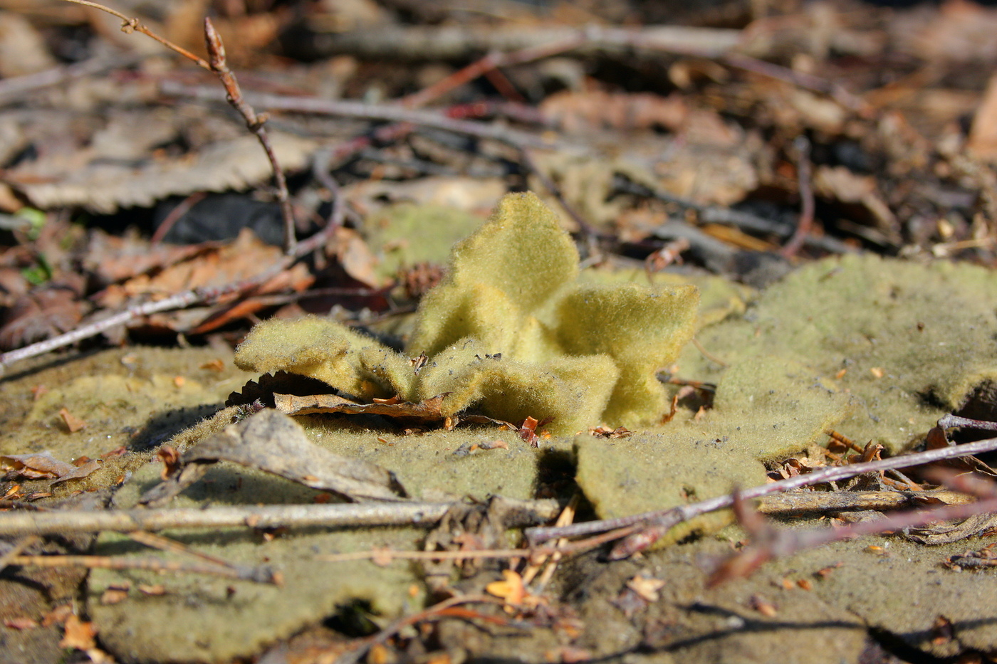 Image of Verbascum thapsus specimen.