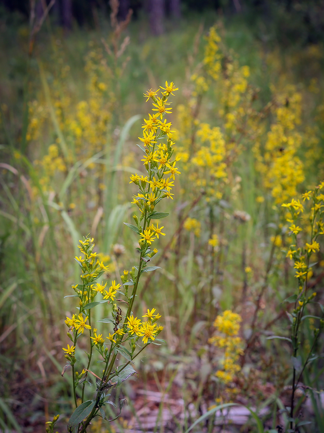 Изображение особи Solidago virgaurea.