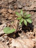 Ranunculus cassubicus