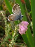 Erica tetralix