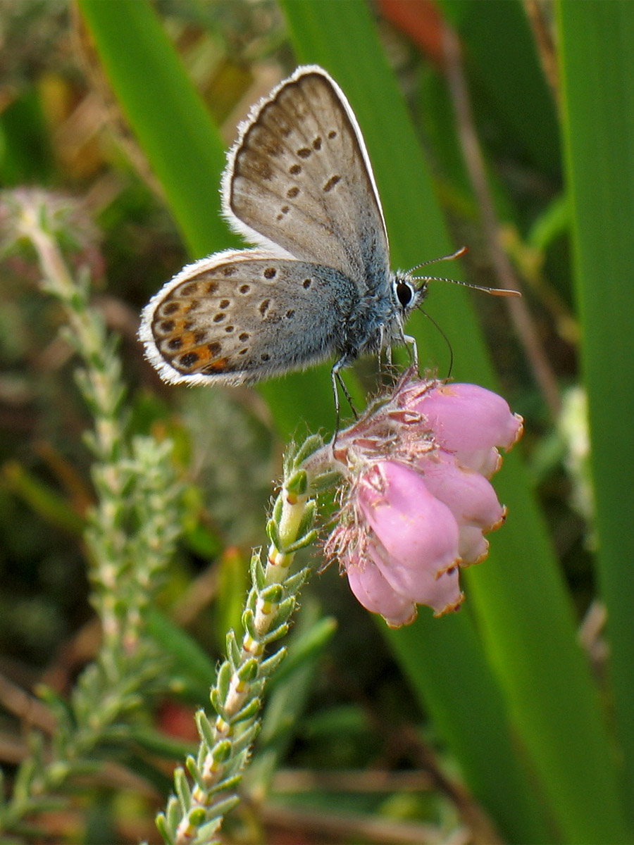 Image of Erica tetralix specimen.