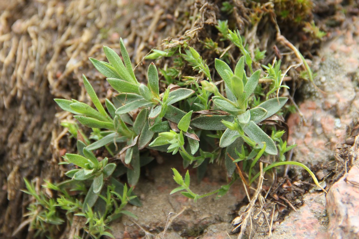 Image of Acantholimon ekatherinae specimen.