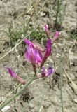 Astragalus haesitabundus