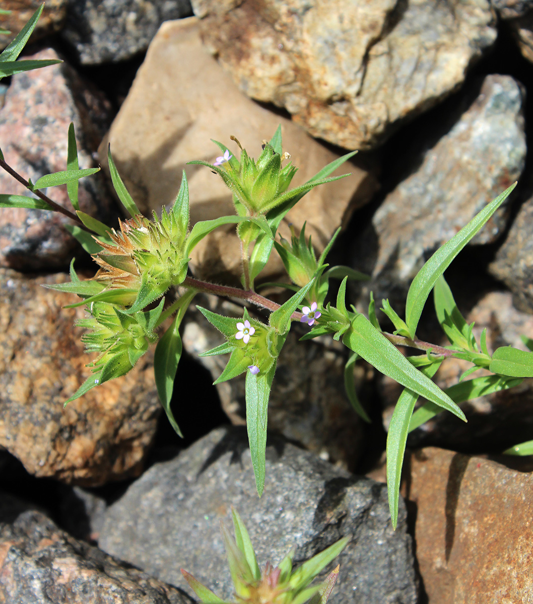 Image of Collomia linearis specimen.