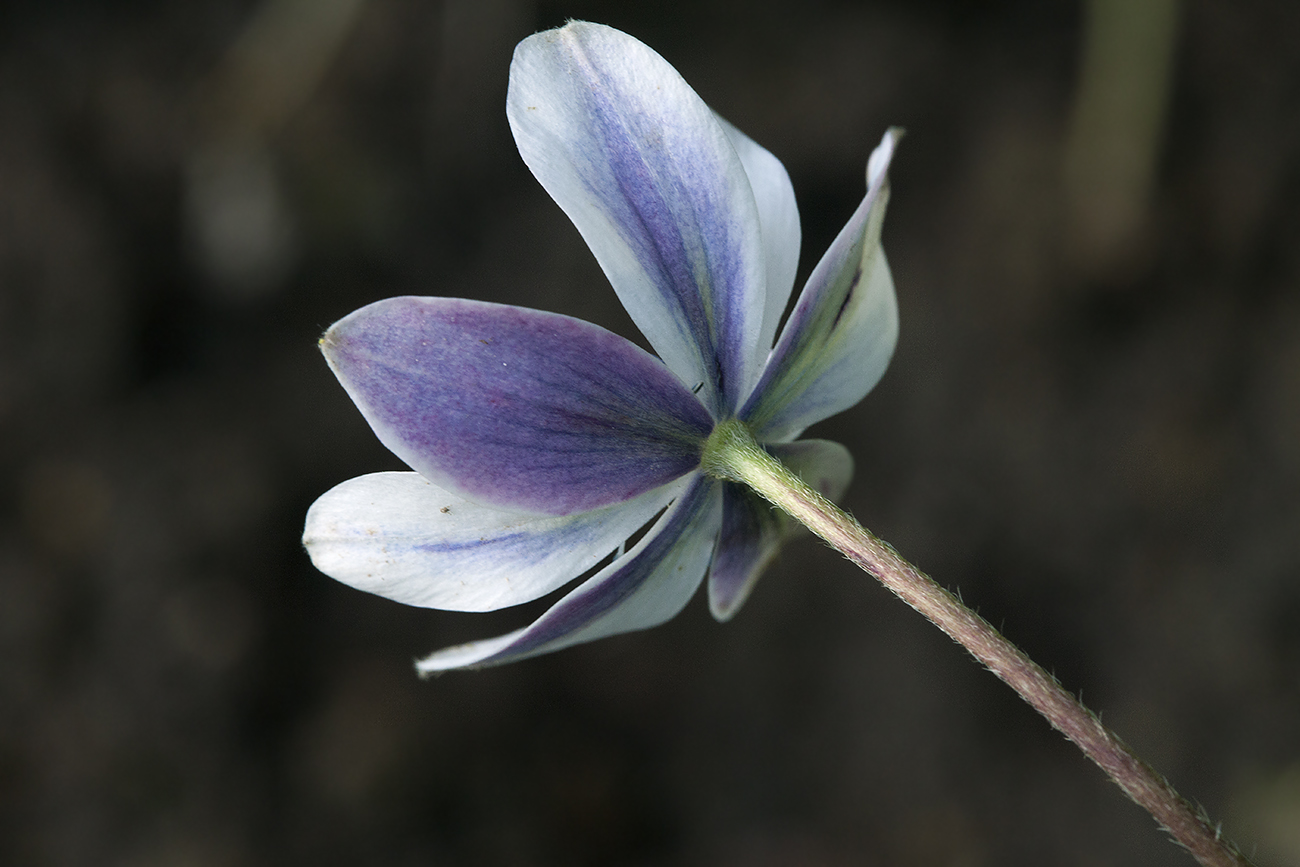 Изображение особи Anemone rivularis.