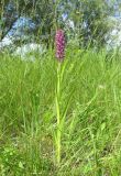 Dactylorhiza incarnata. Цветущее растение. Алтайский край, Бийский р-н, окр. с. Лесное, луг. 5 июля 2019 г.