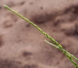 Corispermum declinatum