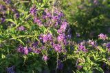 Duranta erecta