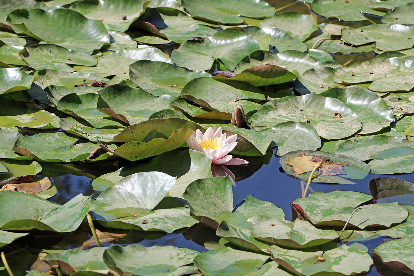 Изображение особи Nymphaea &times; marliacea.