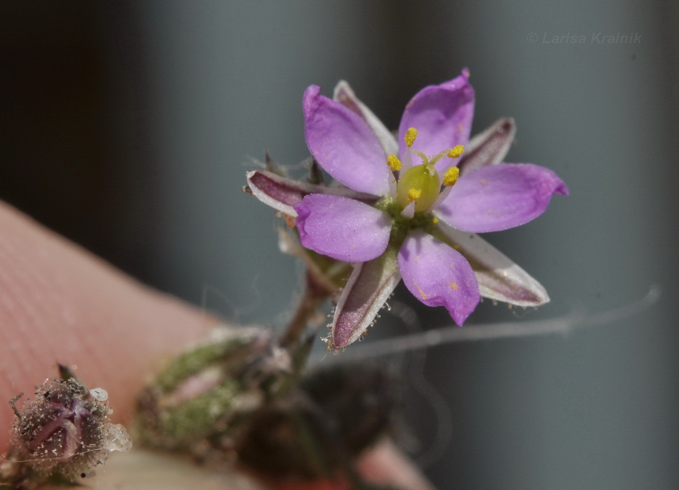 Image of Spergularia rubra specimen.