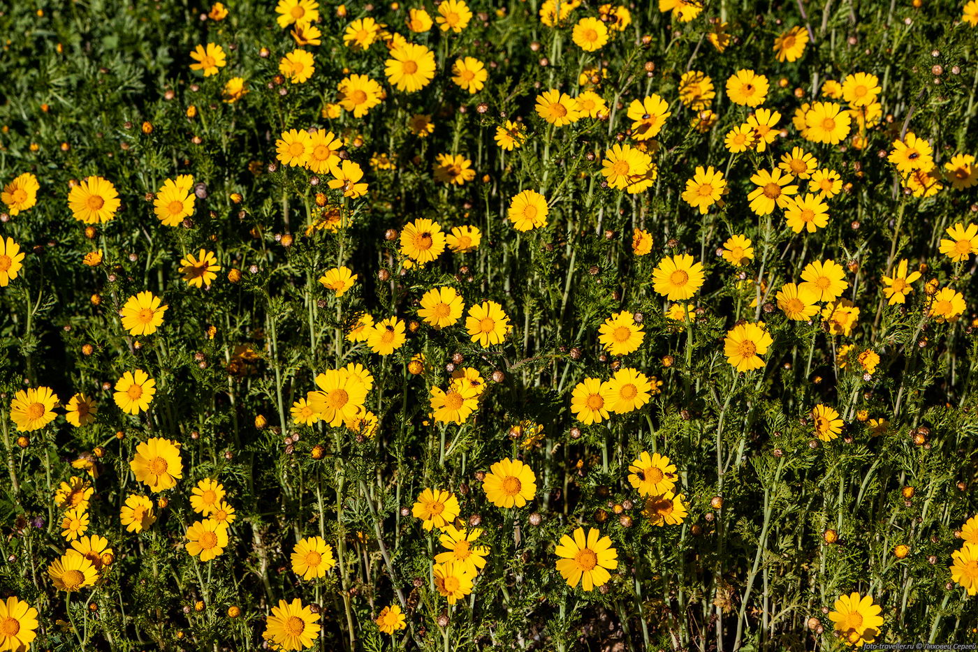 Image of Glebionis coronaria specimen.