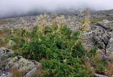 Aconogonon alpinum. Цветущие растения. Башкирия, Белорецкий р-н, гора Большой Иремель, ≈ 1400 м н.у.м., каменистый участок горной тундры. 30.07.2019.