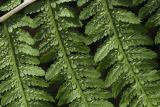 Athyrium filix-femina