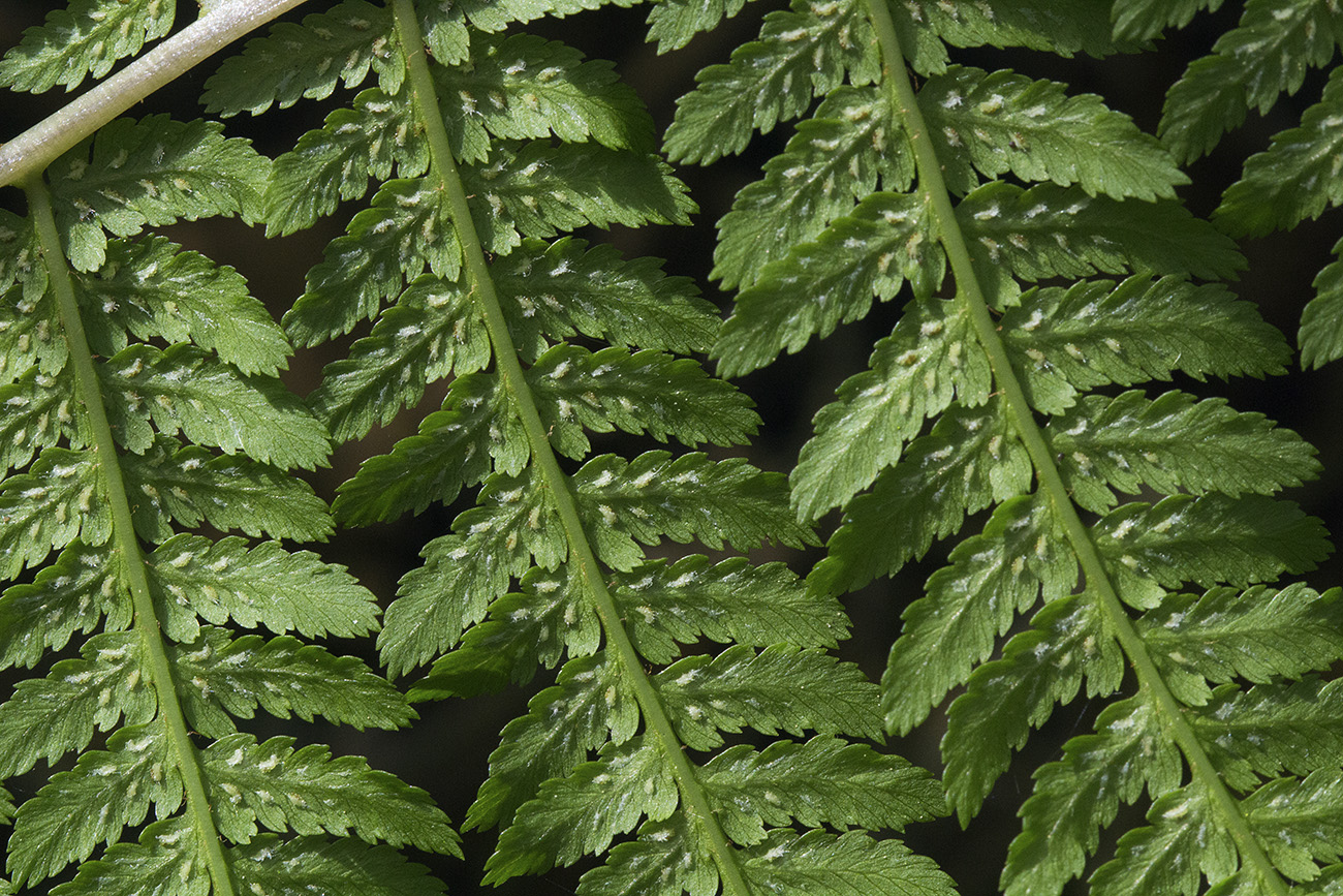 Изображение особи Athyrium filix-femina.