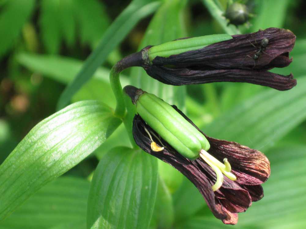 Изображение особи Fritillaria camschatcensis.