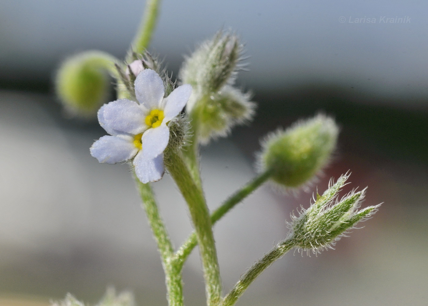 Изображение особи Myosotis arvensis.