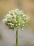 Allium drobovii