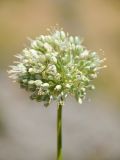 Allium drobovii