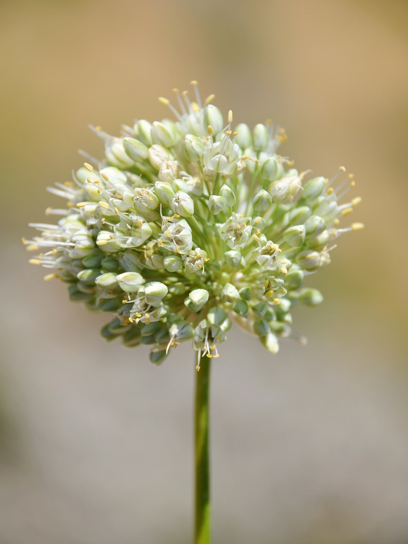 Image of Allium drobovii specimen.