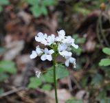 Pachyphragma macrophyllum