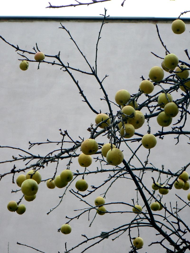 Image of Malus domestica specimen.