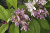 Deutzia &times; hybrida