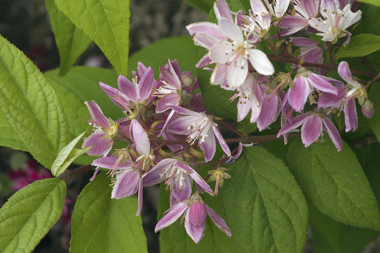 Image of Deutzia &times; hybrida specimen.