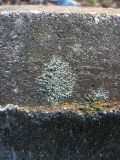 Lecanora dispersa